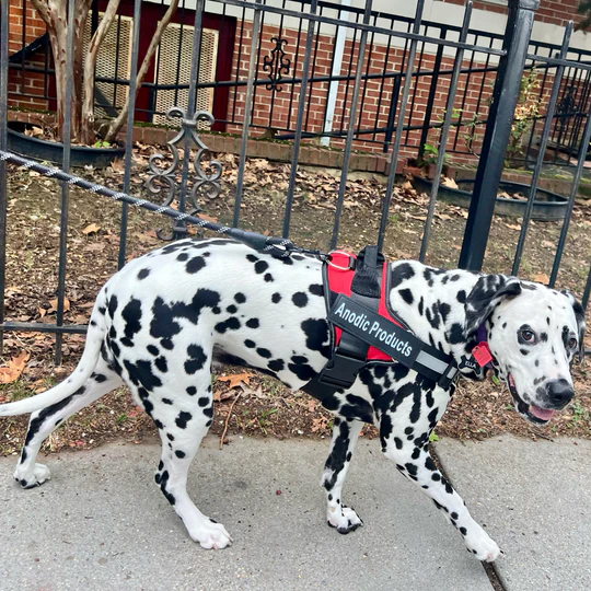 💥Last Day $19.99!🦮Personalized No Pull Dog Harness