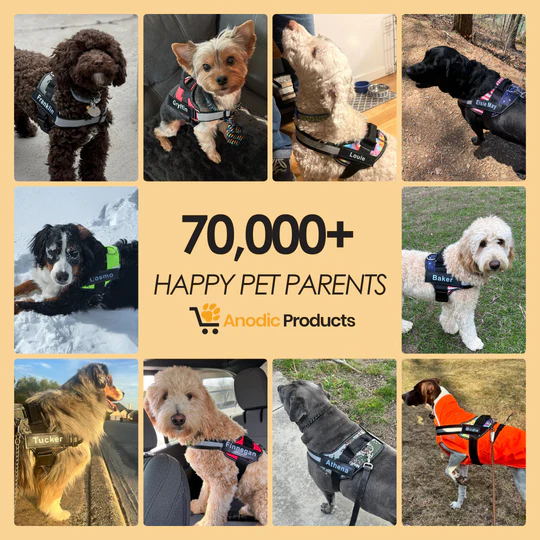 💥Last Day $19.99!🦮Personalized No Pull Dog Harness