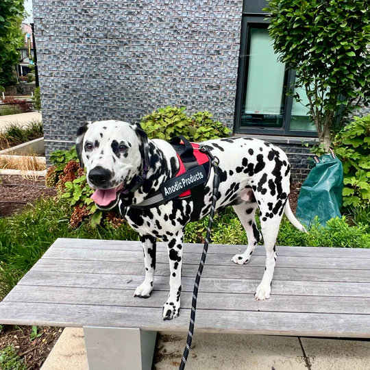 💥Last Day $19.99!🦮Personalized No Pull Dog Harness