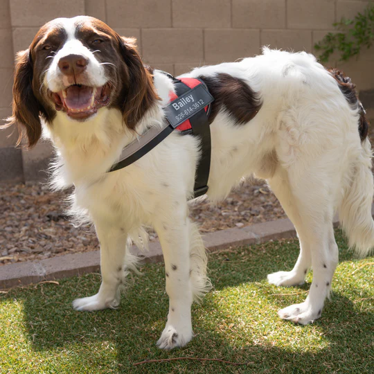 💥Last Day $19.99!🦮Personalized No Pull Dog Harness