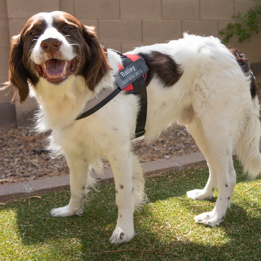 💥Last Day $19.99!🦮Personalized No Pull Dog Harness